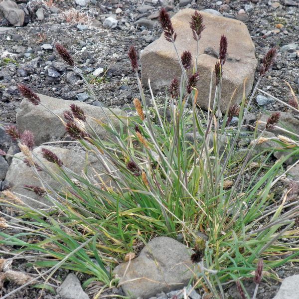 Trisetum spicatum Svalbard Longyearbyen 2014 5 A.Elven a